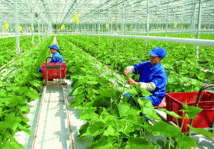 TOP 10 đơn hàng nông nghiệp XKLĐ Nhật Bản Lương cao 2021